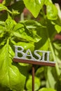 Fresh Green Herbal Basil Leaves Royalty Free Stock Photo