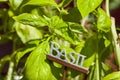 Fresh Green Herbal Basil Leaves Royalty Free Stock Photo