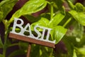 Fresh Green Herbal Basil Leaves Royalty Free Stock Photo