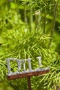 Fresh Green Herbal Dill Leaves Royalty Free Stock Photo