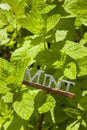 Fresh Green Herbal Mint Leaves Royalty Free Stock Photo