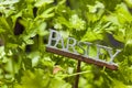 Fresh Green Herbal Parsley Leaves Royalty Free Stock Photo