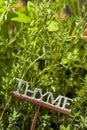 Fresh Green Herbal Thyme Leaves Royalty Free Stock Photo