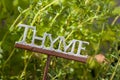 Fresh Green Herbal Thyme Leaves Royalty Free Stock Photo