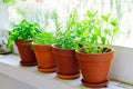 Fresh green herbs Royalty Free Stock Photo