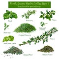 Fresh Green Herbs Collection 1 - watercolor paintings