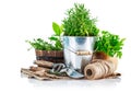 Fresh green herbs with garden tools Royalty Free Stock Photo