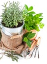 Fresh green herbs with garden tools Royalty Free Stock Photo