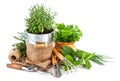 Fresh green herbs with garden tools Royalty Free Stock Photo