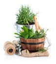 Fresh green herbs with garden tools Royalty Free Stock Photo