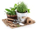 Fresh green herbs with garden tools Royalty Free Stock Photo