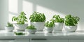 Fresh Green Herbs Growing in Modern White Pots on Kitchen Counter Royalty Free Stock Photo