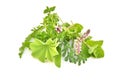 Fresh green herbs isolated Royalty Free Stock Photo