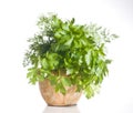 Fresh green herbs in a pot over white Royalty Free Stock Photo