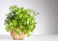 Fresh green herbs in a pot over white Royalty Free Stock Photo