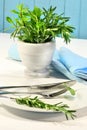 Fresh green herbs on a table Royalty Free Stock Photo