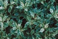 Fresh green Holly leaves (Ilex aquifolium (meserveae) in a summer garden