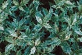 Fresh green Holly leaves (Ilex aquifolium (meserveae) in a summer garden