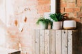 Fresh green home plants in pots and essential oils diffuser on the brick wall background in a modern eco friendly Royalty Free Stock Photo