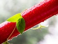 Fresh green honeysuckle ivy on red metal pipe in the rain Royalty Free Stock Photo