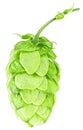 Fresh green hop cone isolated on white background. Organic hop flower Royalty Free Stock Photo