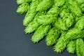 Fresh green hop cones on a dark background Royalty Free Stock Photo