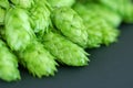 Fresh green hop cones on a dark background Royalty Free Stock Photo