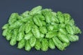 Fresh green hop cones on a dark background Royalty Free Stock Photo