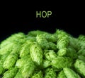 Fresh green hop cones on a dark background Royalty Free Stock Photo