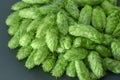 Fresh green hop cones on a dark background Royalty Free Stock Photo