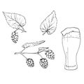 Fresh green hop. Glass of beer. Graphic hand drawn illustration for Octoberfest. Vector sketch for ornament or any