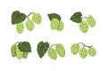 Fresh green hop plants with cones and leaves. Natural malt ingredient for beer alcohol drink production vector