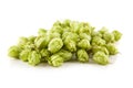 Fresh green hops Royalty Free Stock Photo