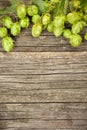 Fresh green hops Royalty Free Stock Photo