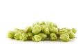 Fresh green hops Royalty Free Stock Photo