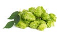 Fresh green hops branch, isolated on a white background. Hop cones with leaf. Organic hop flowers. Close up. Royalty Free Stock Photo