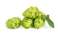 Fresh green hops branch, isolated on a white background. Hop cones with leaf. Organic hop flowers. Close up. Royalty Free Stock Photo