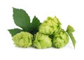 Fresh green hops branch, isolated on a white background. Hop cones with leaf. Organic Hop Flowers. Close up. Royalty Free Stock Photo