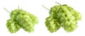 Fresh green hops branch, isolated on a white background. Organic hop flowers Royalty Free Stock Photo