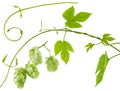 Fresh green hops branch, leaves and cone isolated on white background. Ingredient for beer production