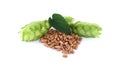 Fresh green hops cones with a leaf and wheat grains isolated on white background Royalty Free Stock Photo