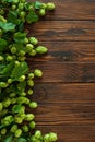 Fresh Green Hops on Dark Rustic Wooden Surface Royalty Free Stock Photo
