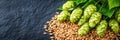Fresh green hops and grains on dark stone background beer brewing ingredients Royalty Free Stock Photo