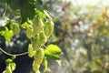 Fresh green hops growing on branch outdoors, closeup. Space for text