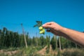 Fresh green hops in hand on a blue sky background. Close-up. Royalty Free Stock Photo