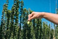 Fresh green hops in hand on a blue sky background. Close-up. Royalty Free Stock Photo