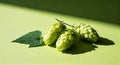 Fresh Green Hops with Leaf on Light Green Surface Royalty Free Stock Photo