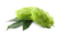 Fresh green hops with leaf on white background Royalty Free Stock Photo