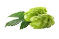 Fresh green hops with leaf on white background Royalty Free Stock Photo