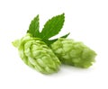 Fresh green hops with leaf on white background Royalty Free Stock Photo